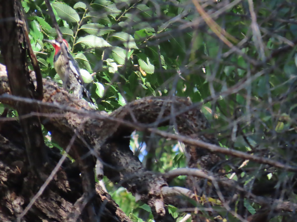 Red-naped Sapsucker - ML624216353