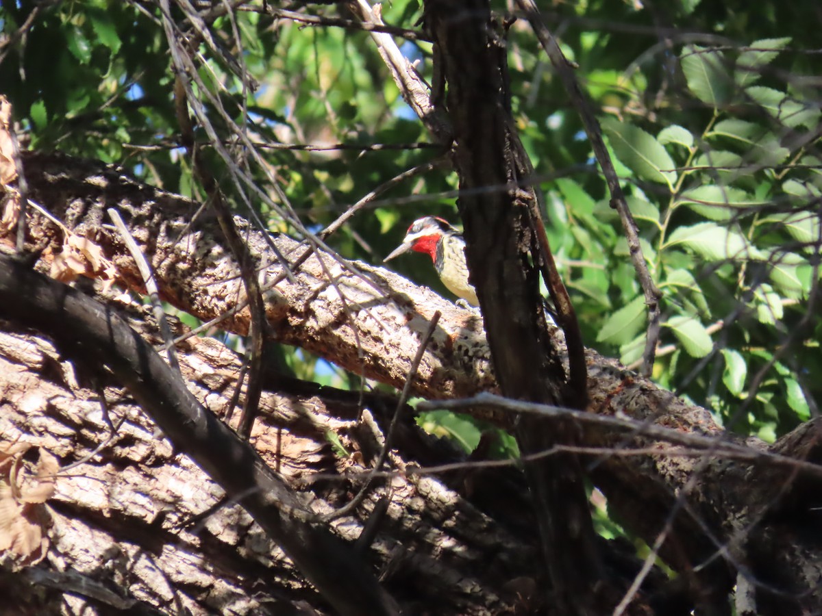 Red-naped Sapsucker - ML624216354