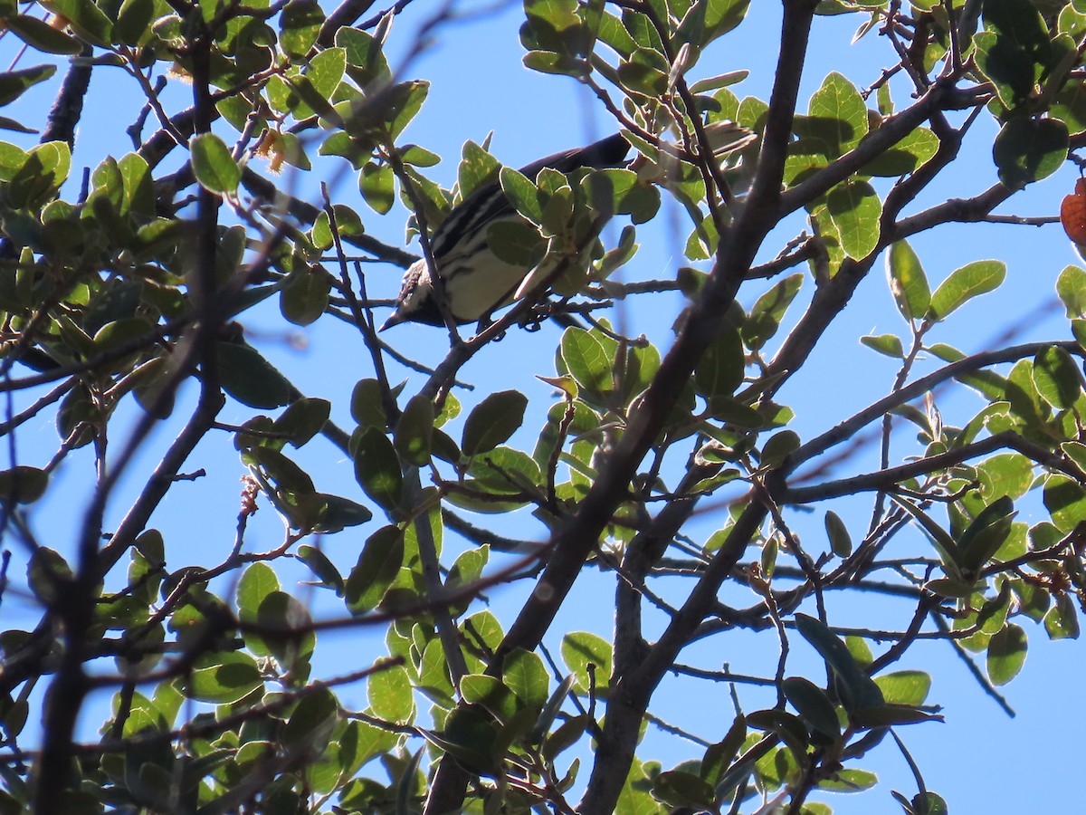 Black-throated Gray Warbler - ML624216386