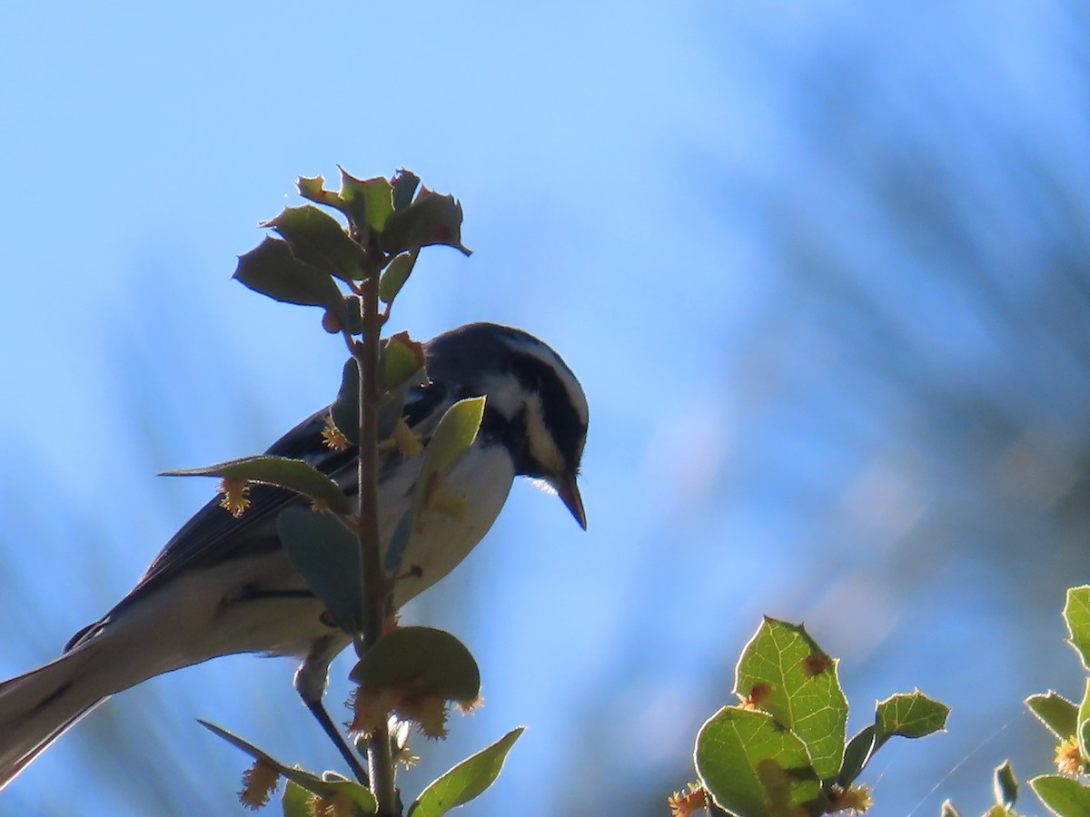 Black-throated Gray Warbler - Justin Bryce