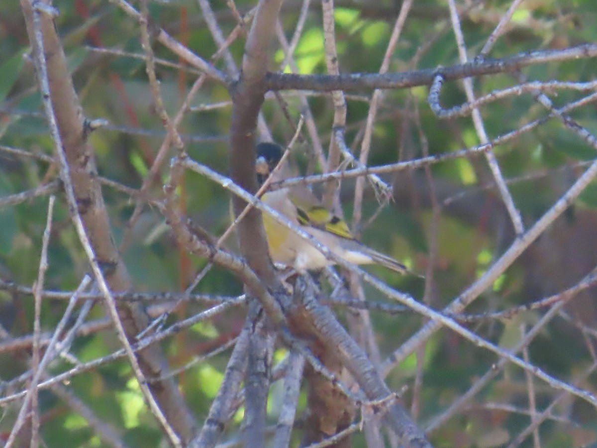 Lawrence's Goldfinch - ML624216441