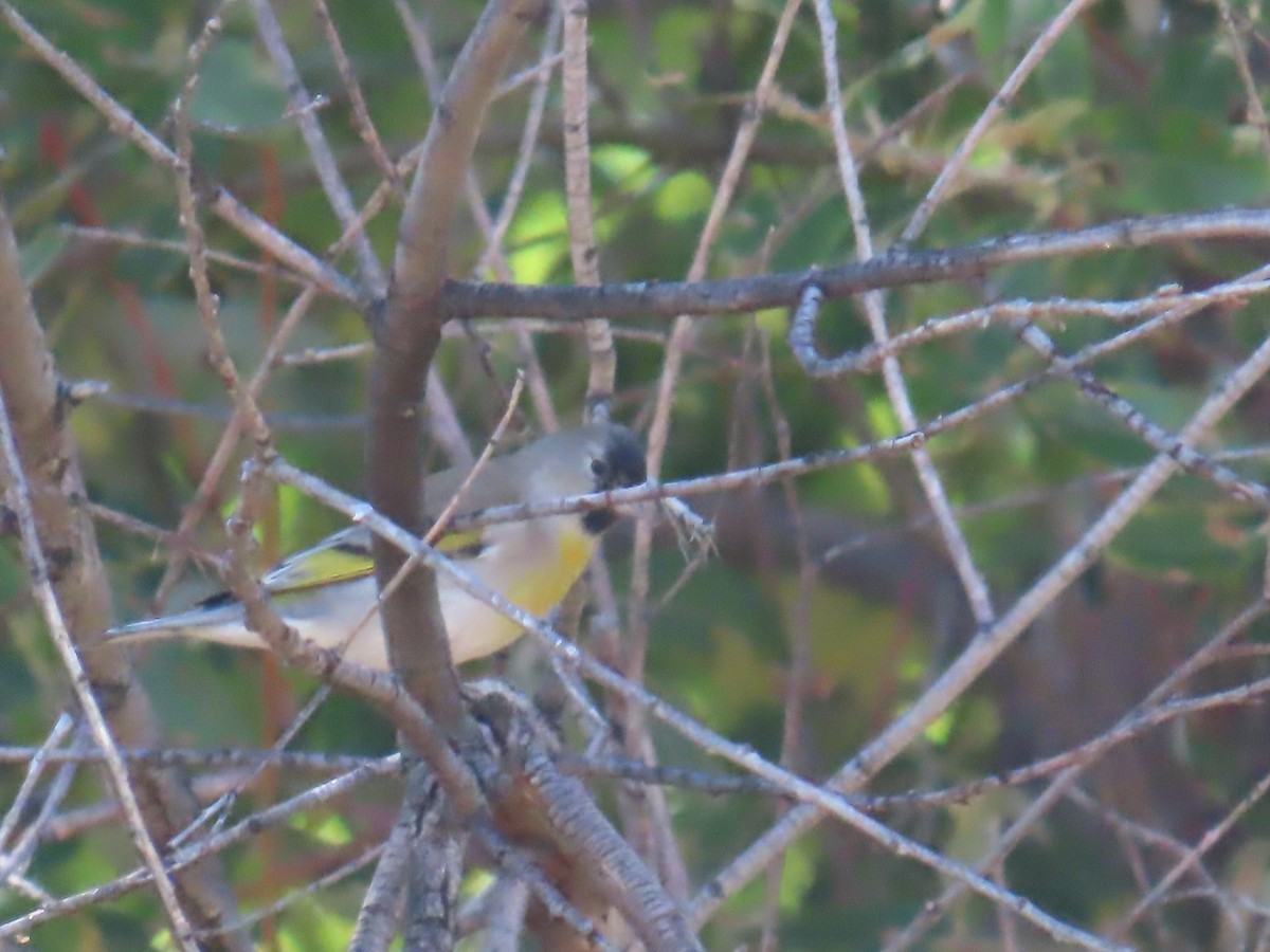 Lawrence's Goldfinch - ML624216444