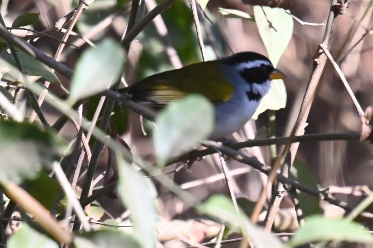 Saffron-billed Sparrow (Saffron-billed) - ML624216466