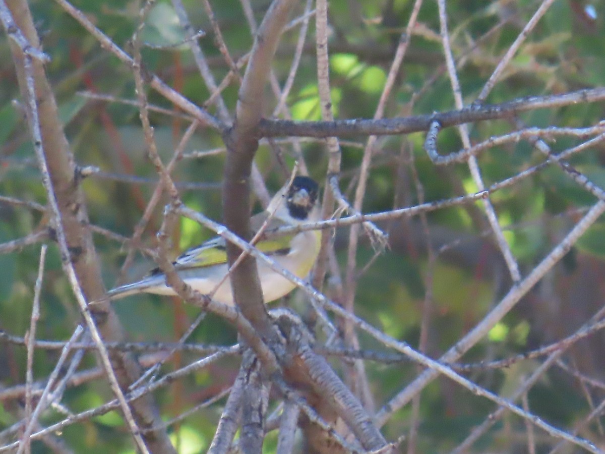 Lawrence's Goldfinch - ML624216469