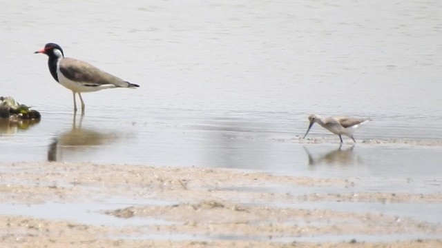 Terek Sandpiper - ML624216491