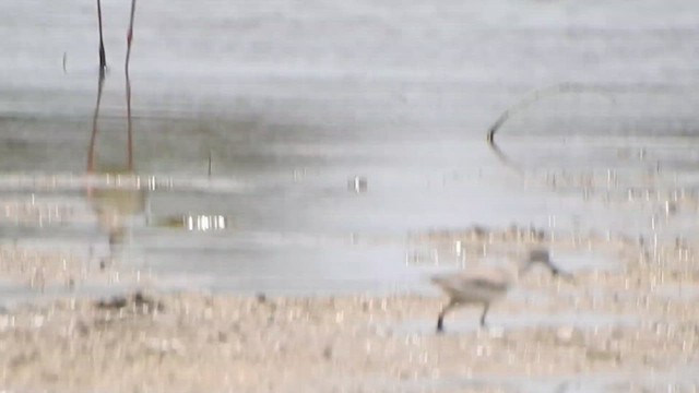 ביצנית אפורה - ML624216497