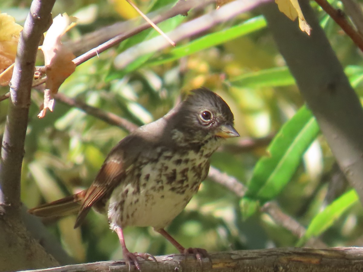 Fox Sparrow - ML624216504