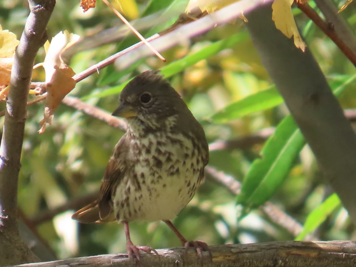 Fox Sparrow - ML624216517