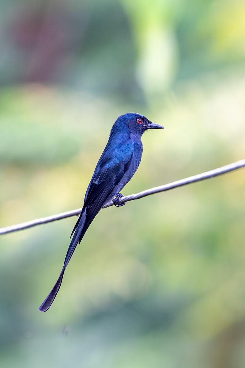 Ashy Drongo - ML624216523