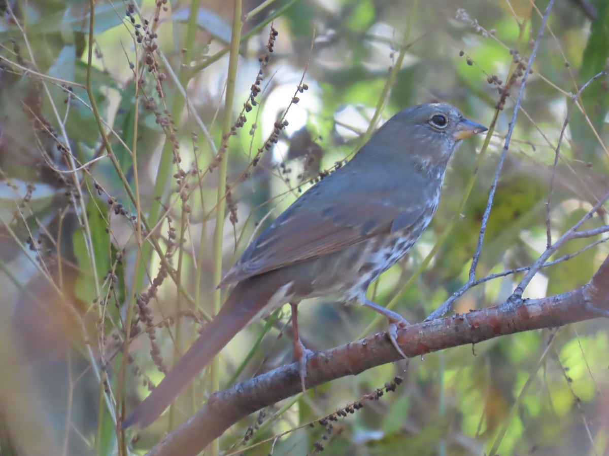 Fox Sparrow - ML624216525