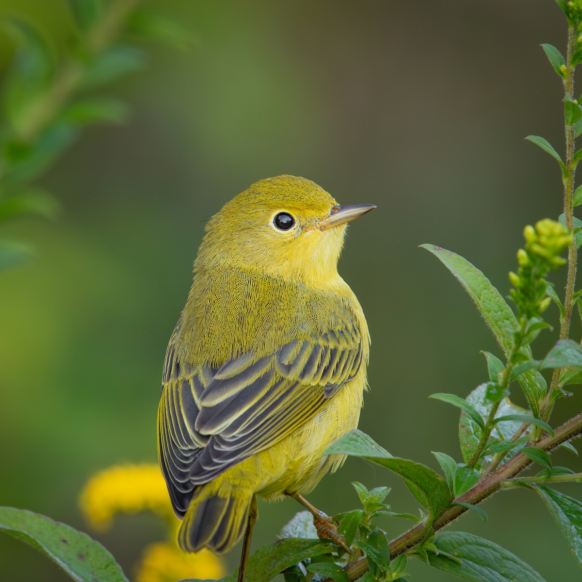 Yellow Warbler - ML624216592