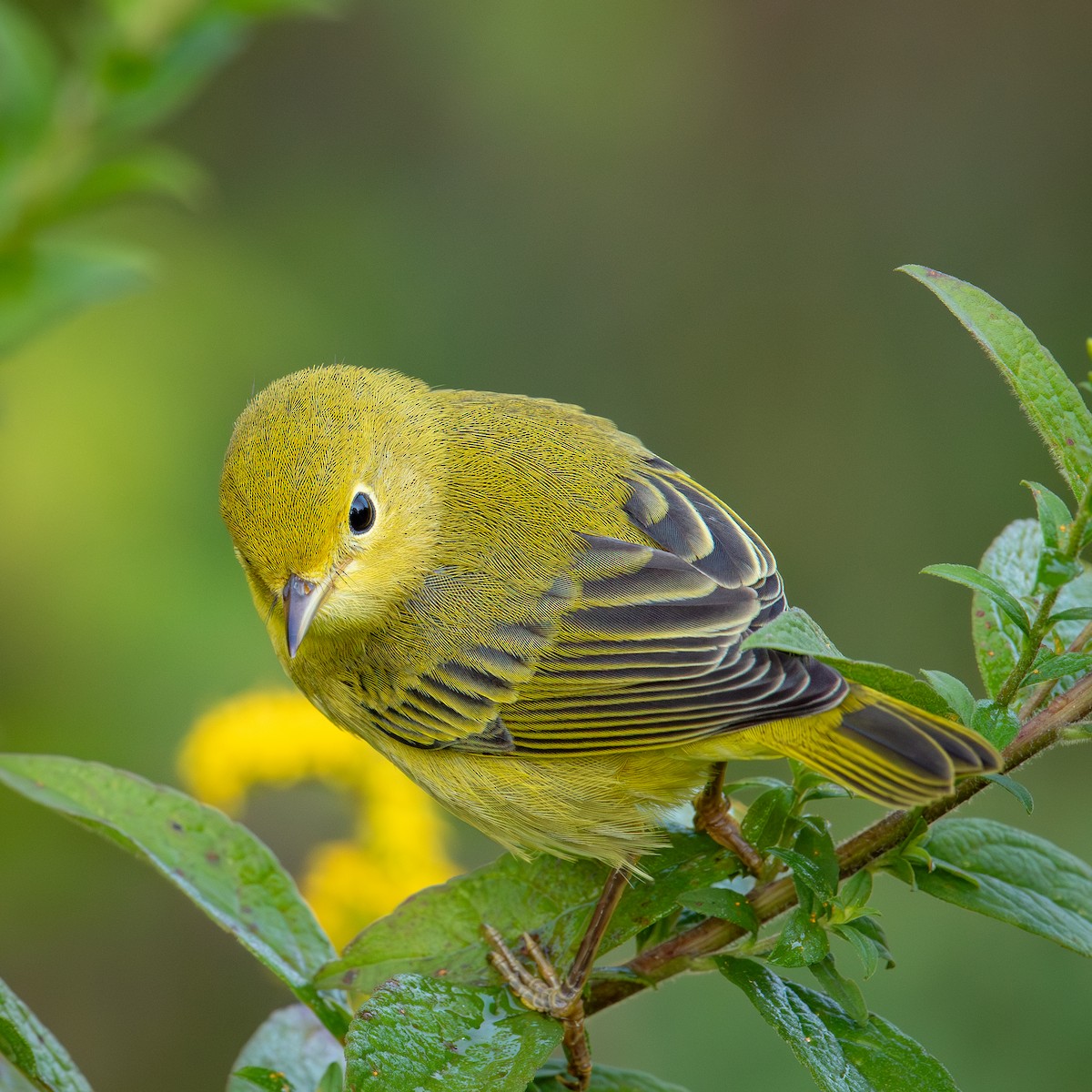 Yellow Warbler - ML624216593