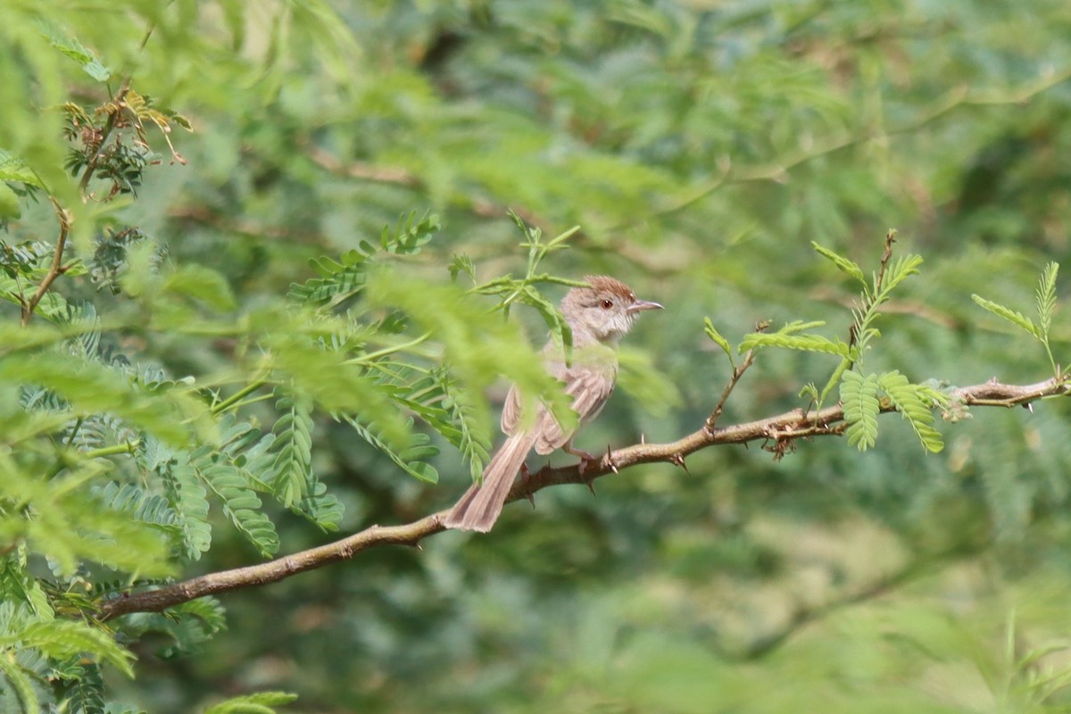 Rufous-fronted Prinia - ML624216600