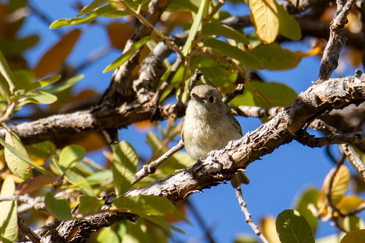 Hutton's Vireo - ML624216602