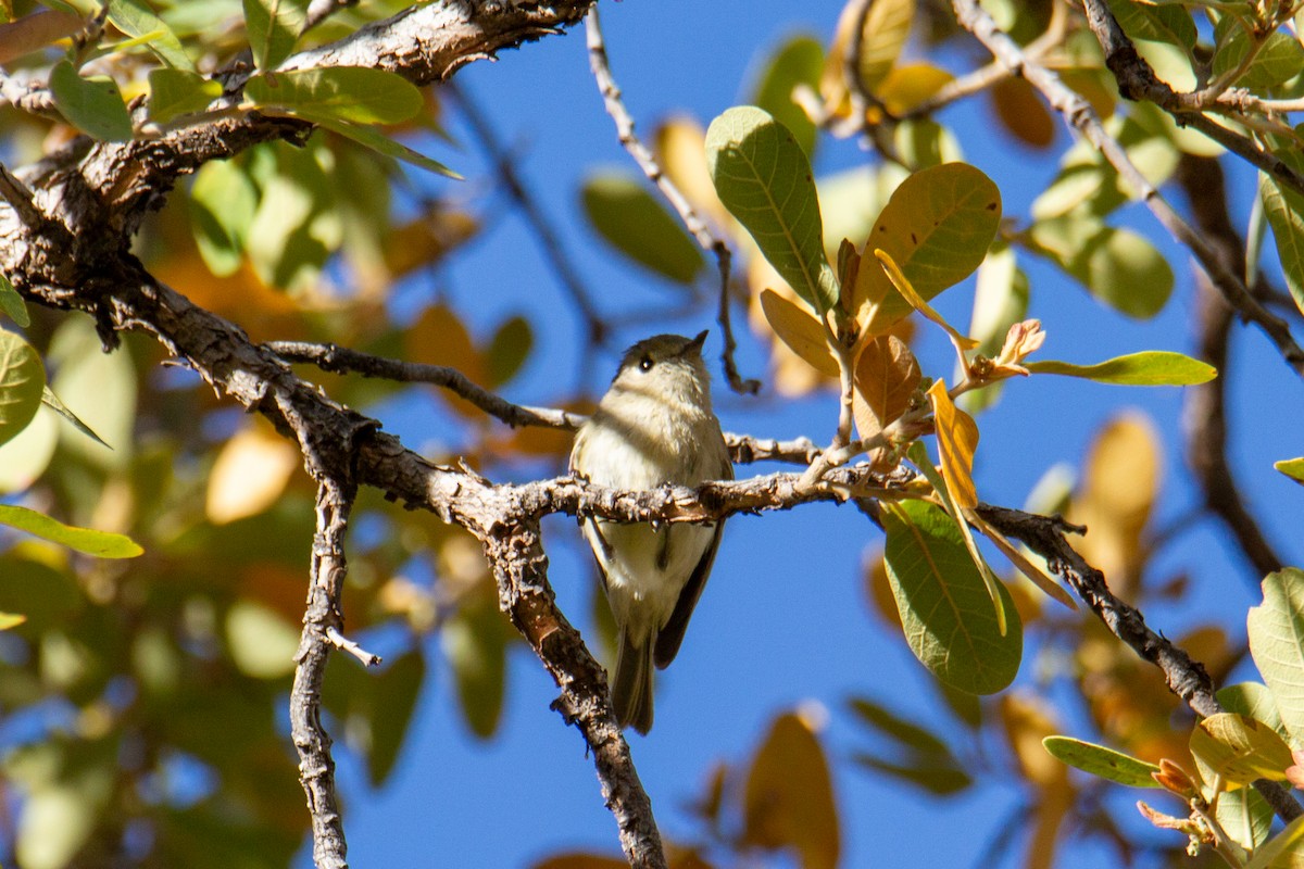 Hutton's Vireo - ML624216603