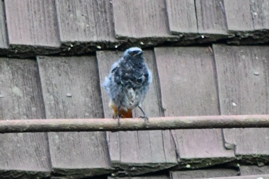 Black Redstart - ML624216605