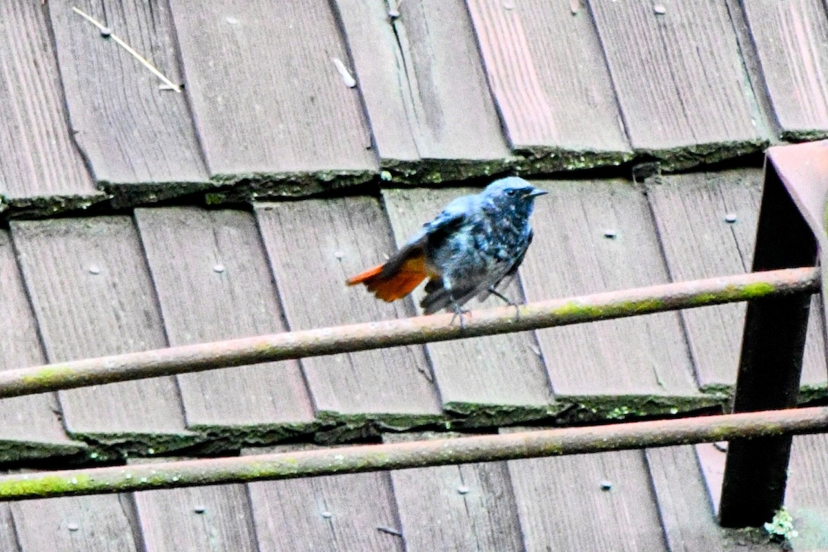 Black Redstart - ML624216606