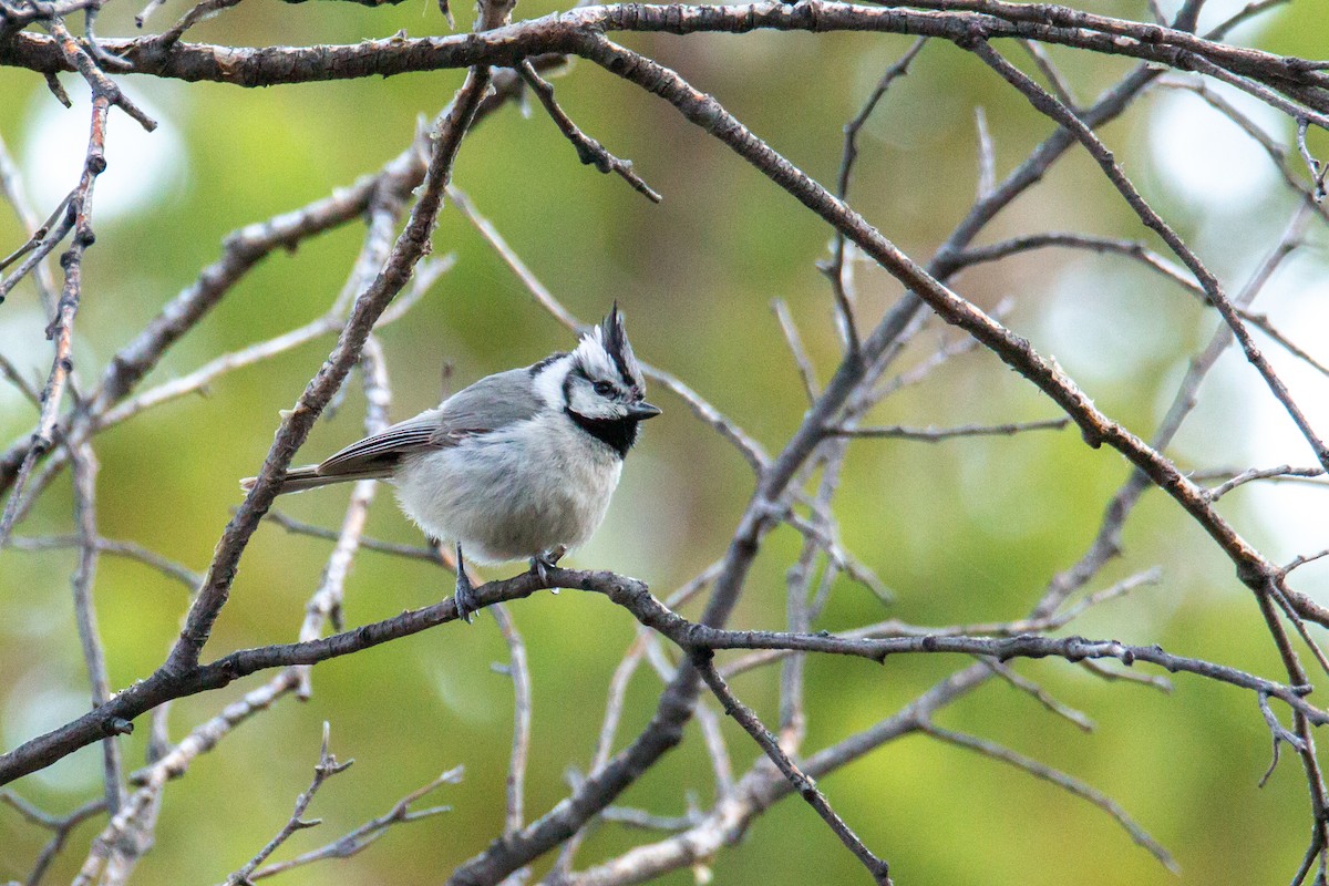 Bridled Titmouse - ML624216607