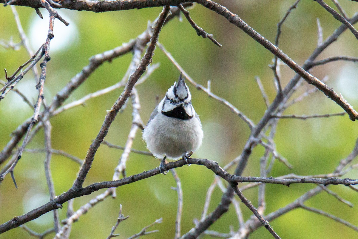 Mésange arlequin - ML624216609