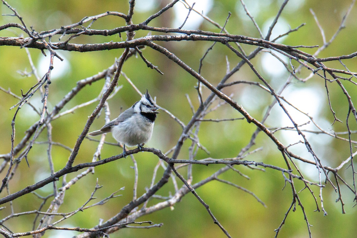 Bridled Titmouse - ML624216610