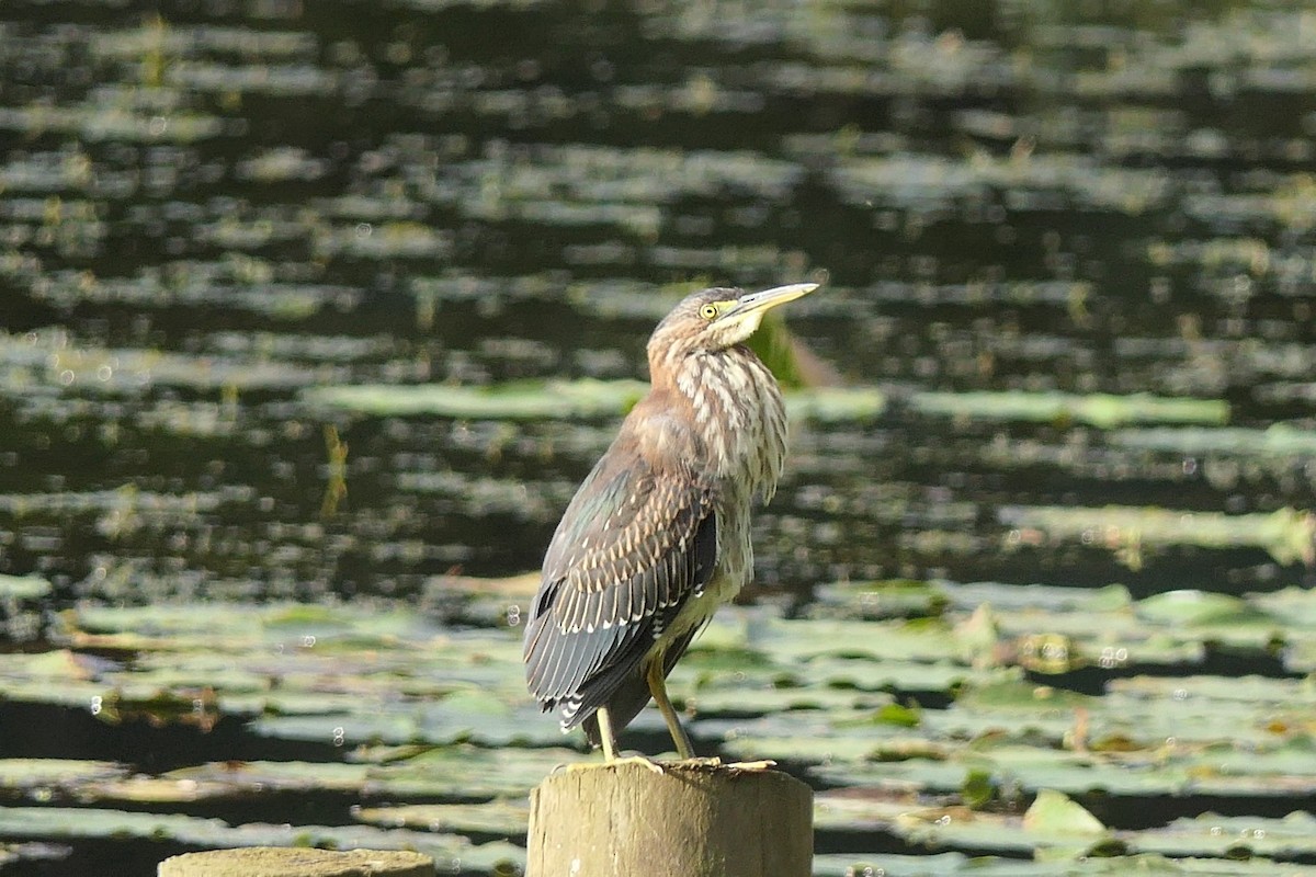 Green Heron - ML624216611