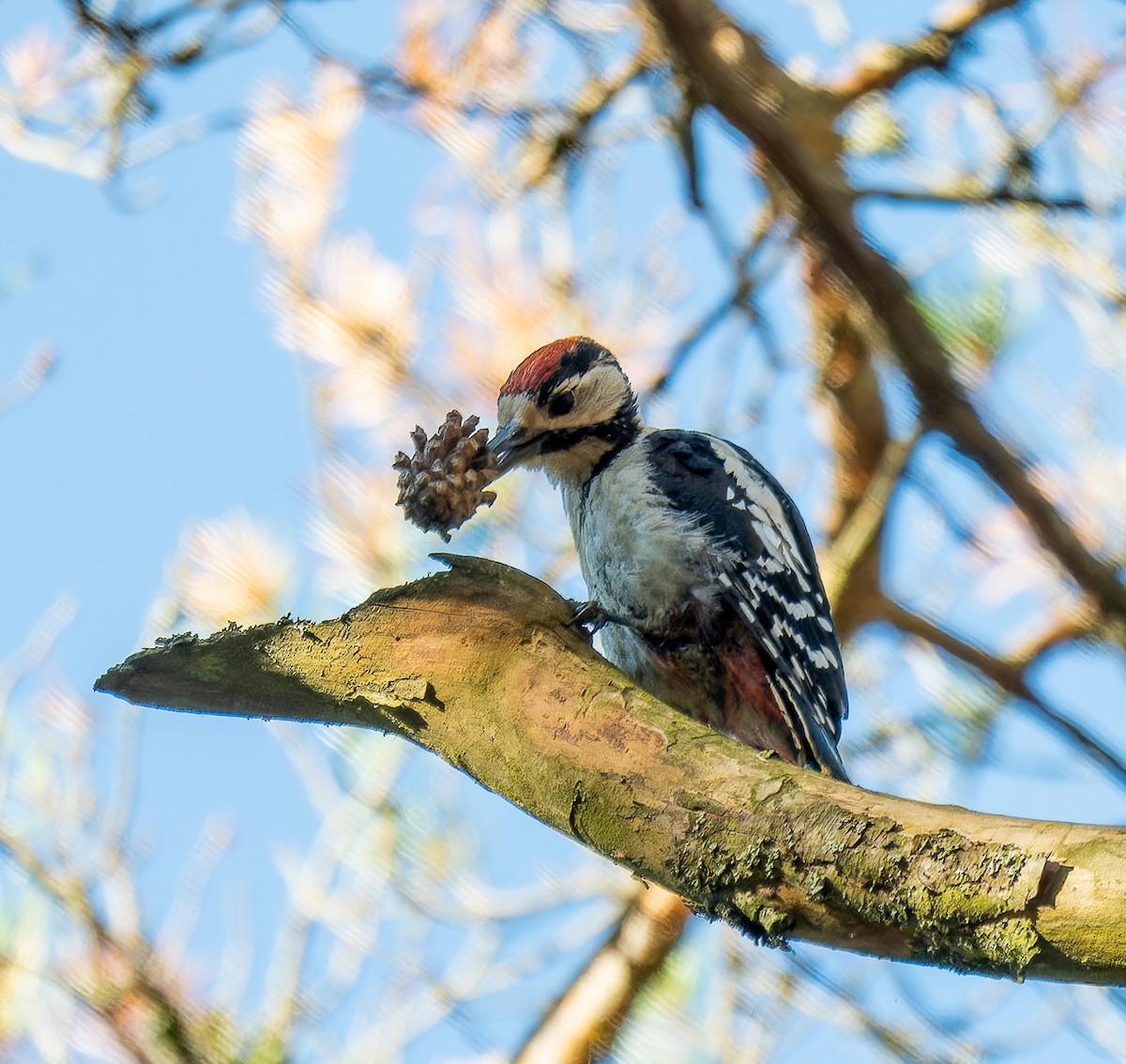 Great Spotted Woodpecker - ML624216613