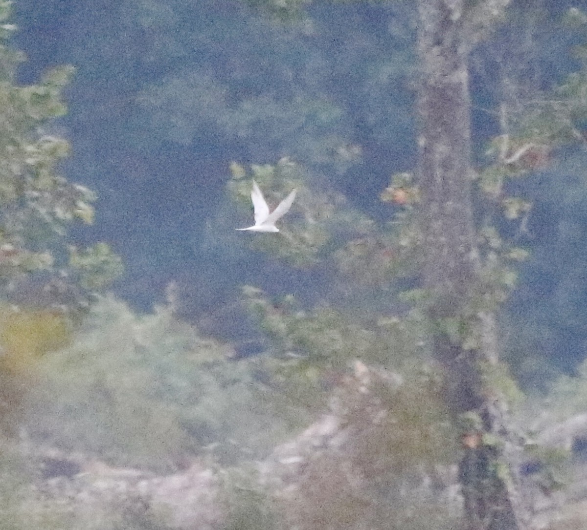 Forster's Tern - ML624216614