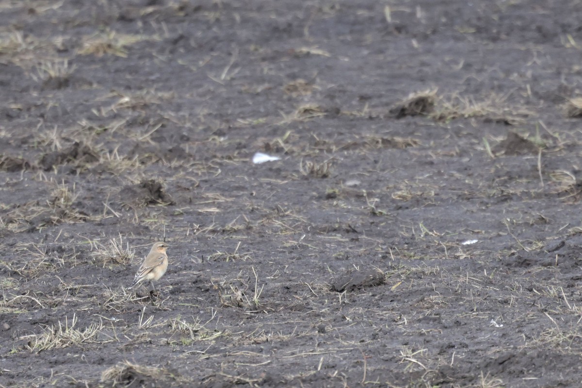 Northern Wheatear (Eurasian) - ML624216615