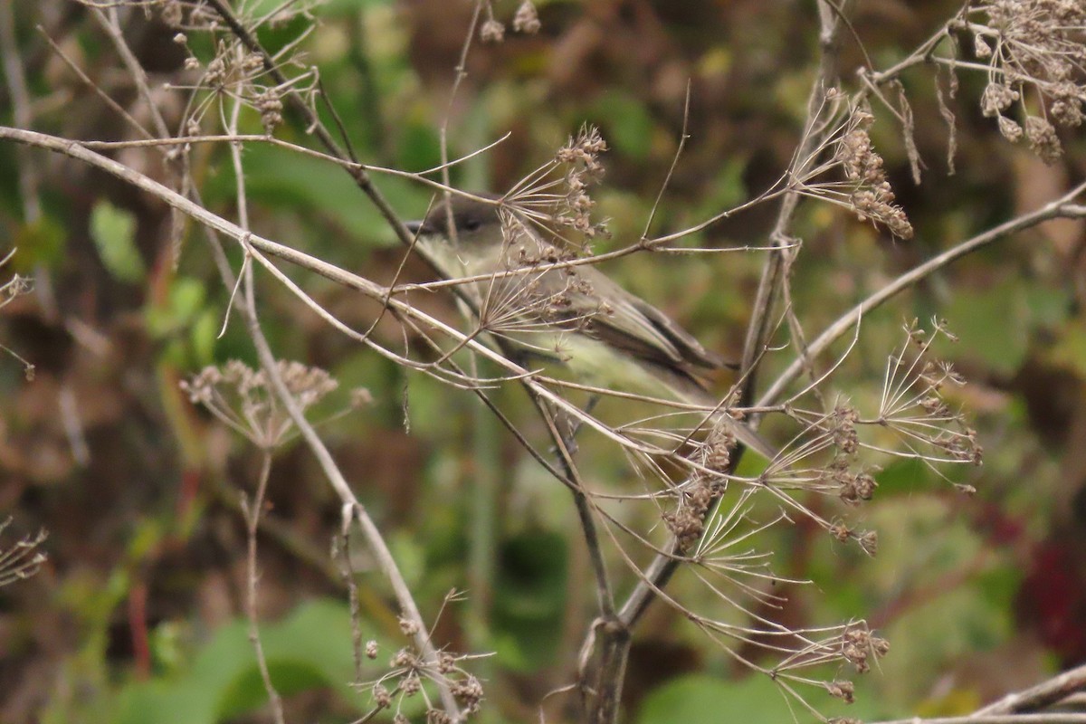 Eastern Phoebe - ML624216616