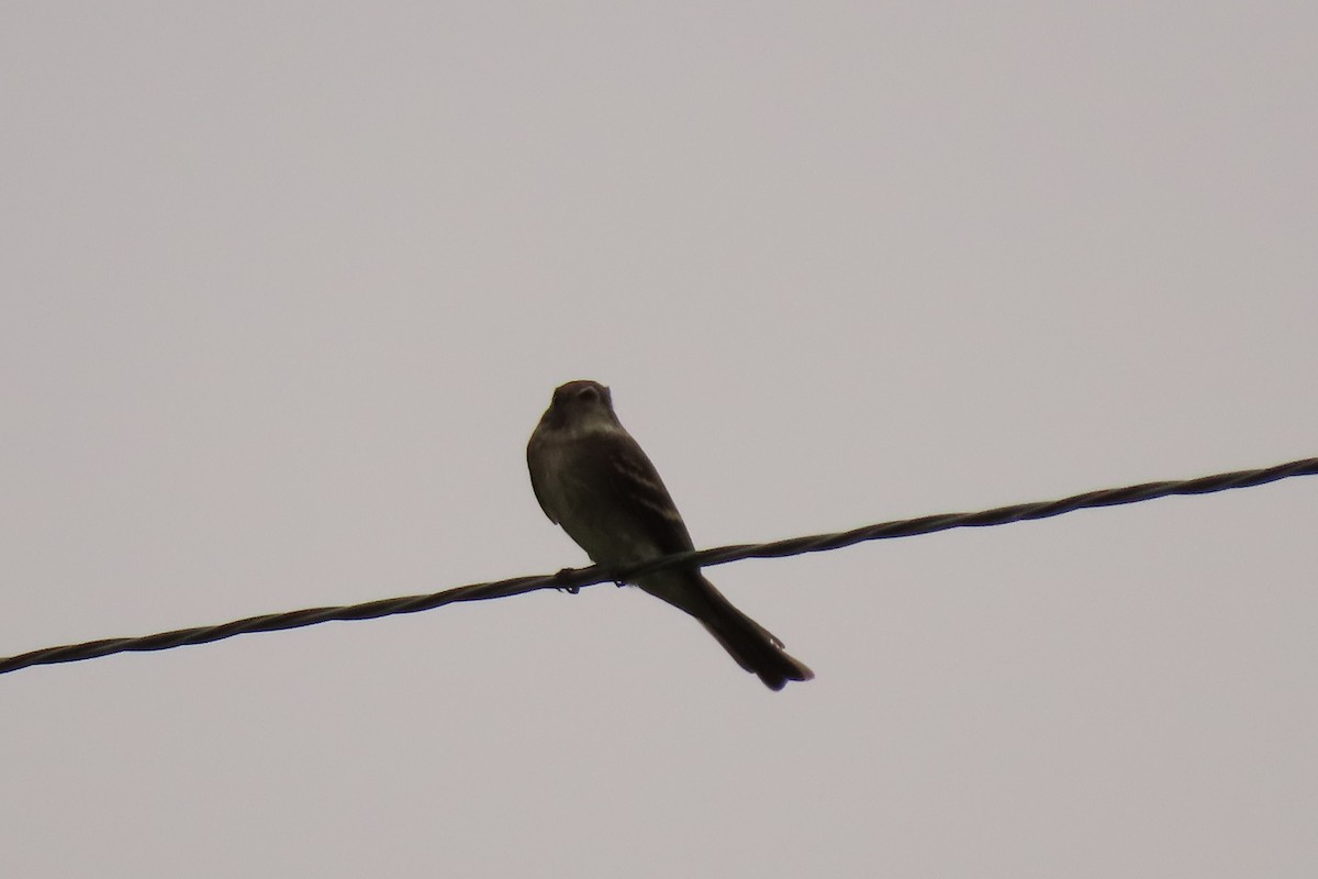 Eastern Phoebe - ML624216617