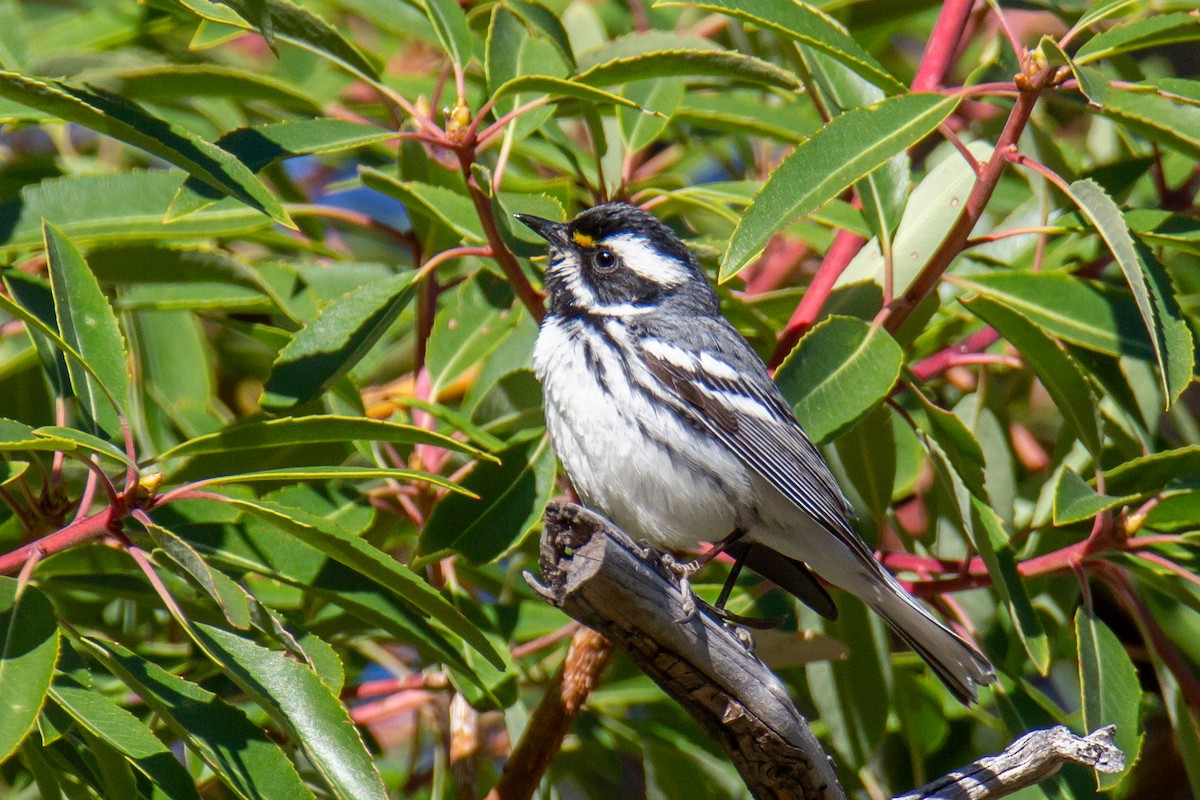 Black-throated Gray Warbler - ML624216618