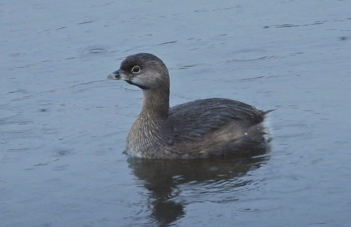 Pied-billed Grebe - ML624216619