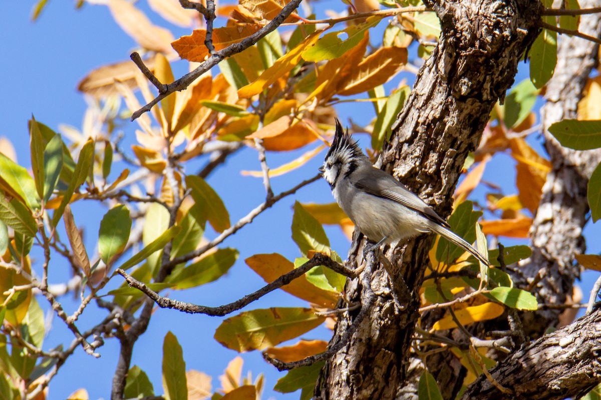 Bridled Titmouse - ML624216620