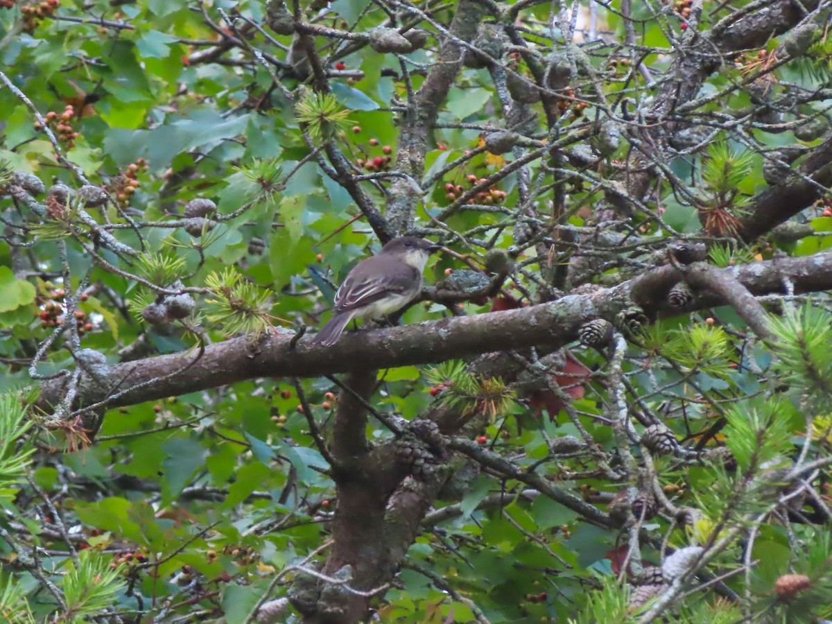 Eastern Phoebe - ML624216622