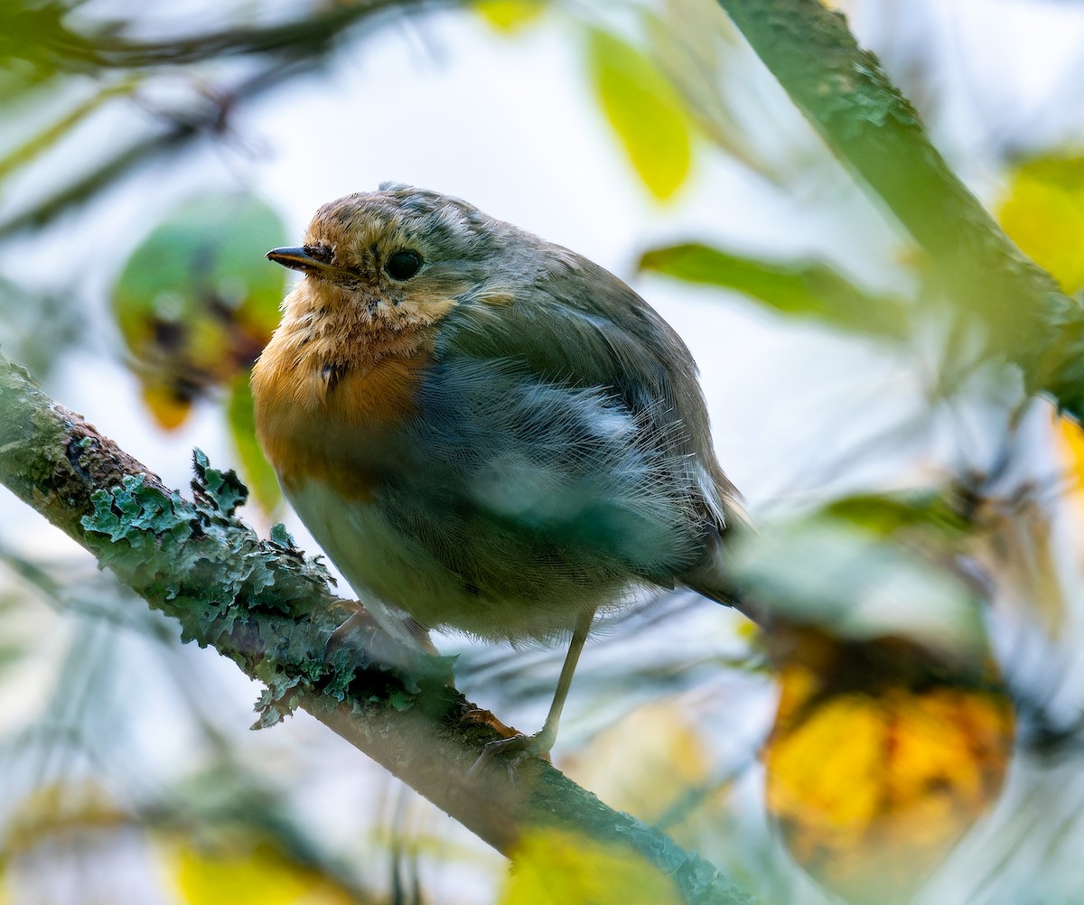 European Robin - ML624216626