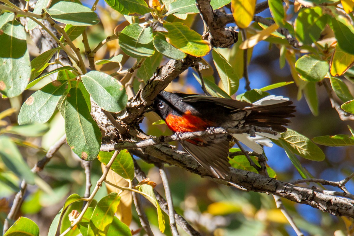 Painted Redstart - ML624216627