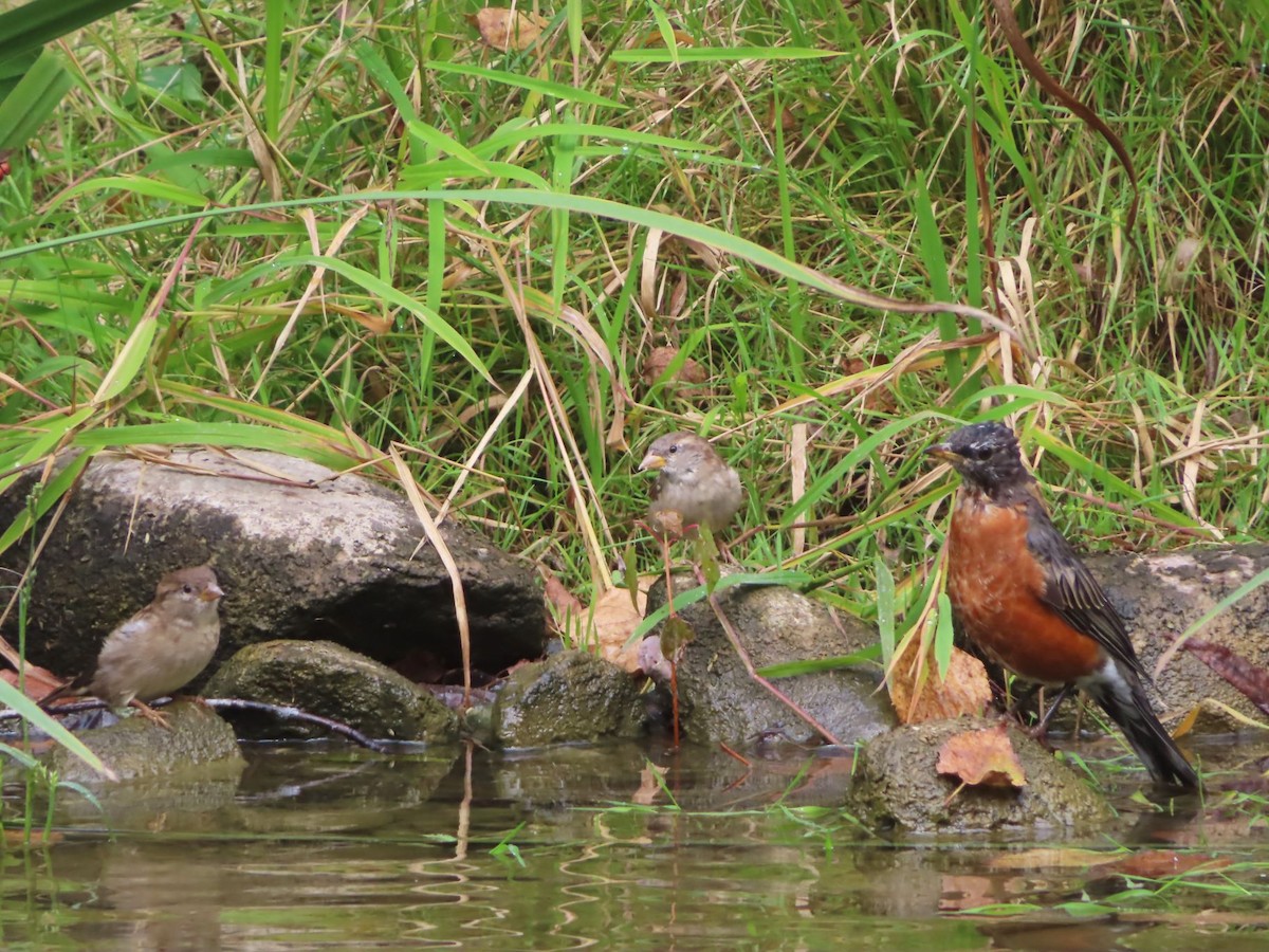 American Robin - ML624216629