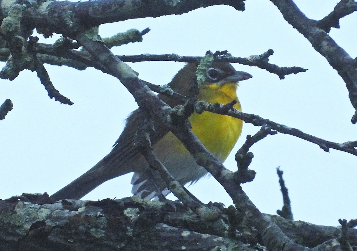 Yellow-breasted Chat - Mark Malec