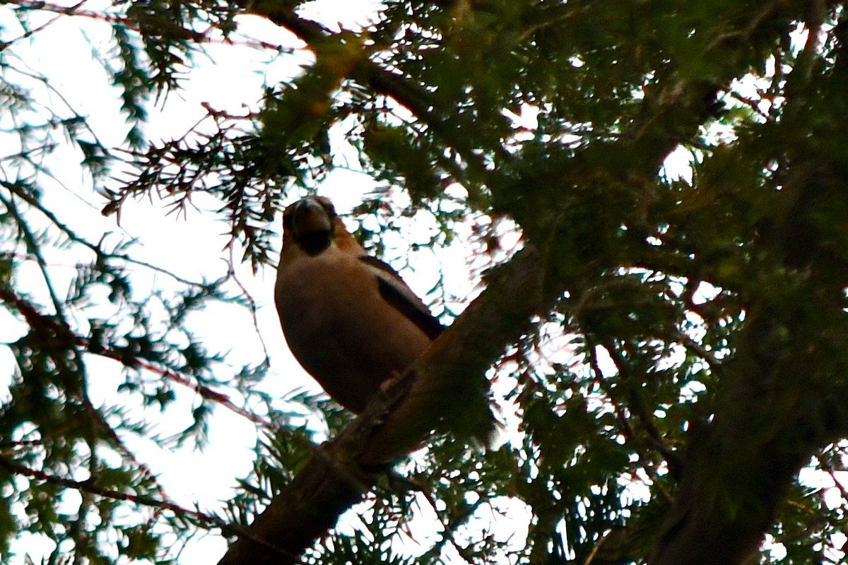 Hawfinch - ML624216632