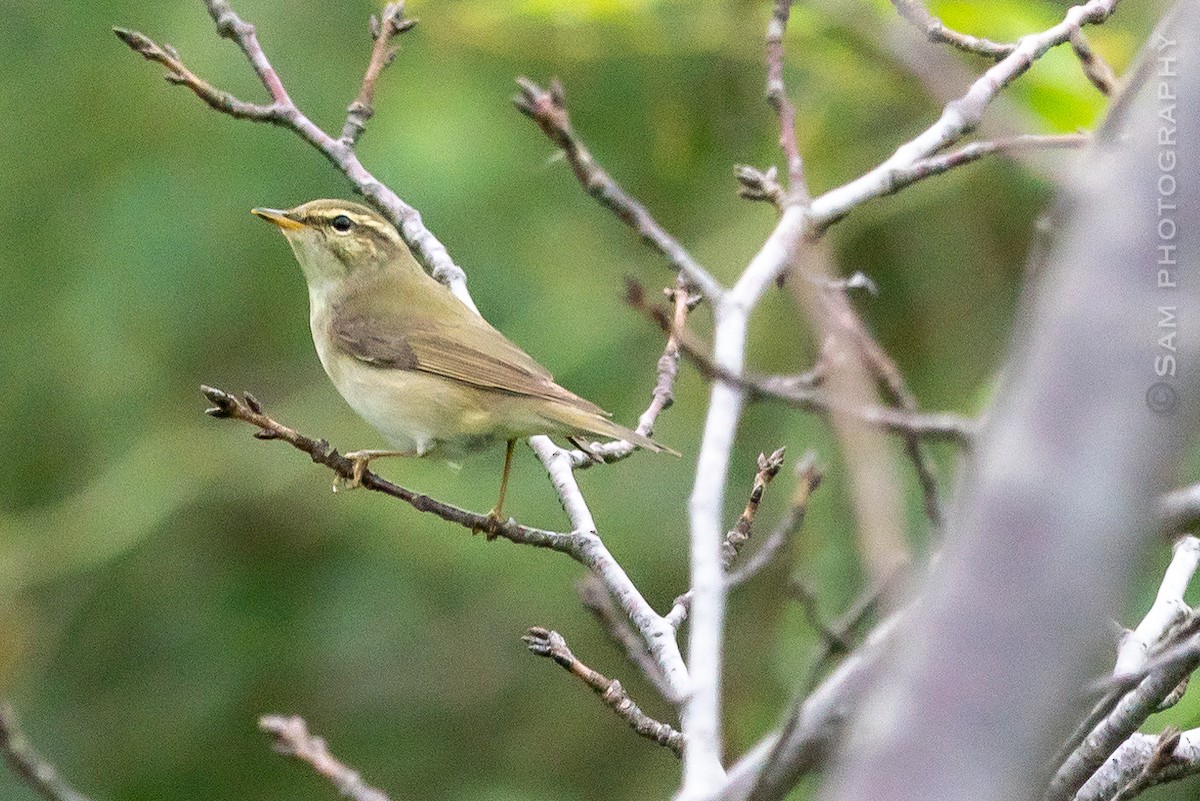 Arctic Warbler - ML624216663