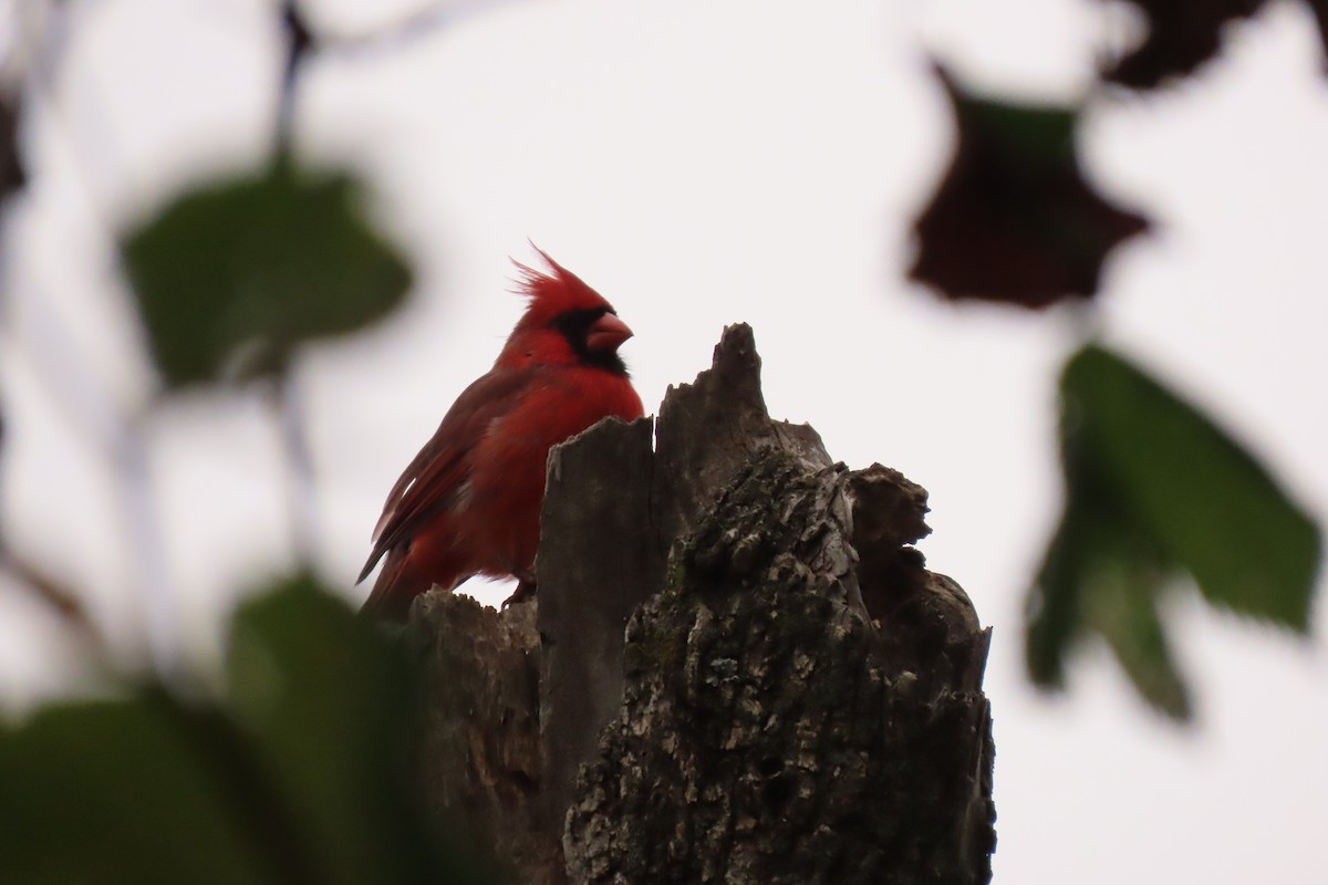 Northern Cardinal - ML624216665