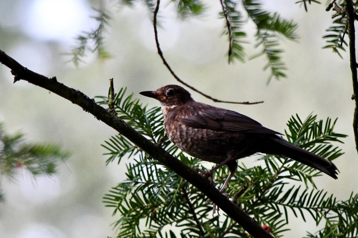 Eurasian Blackbird - ML624216666