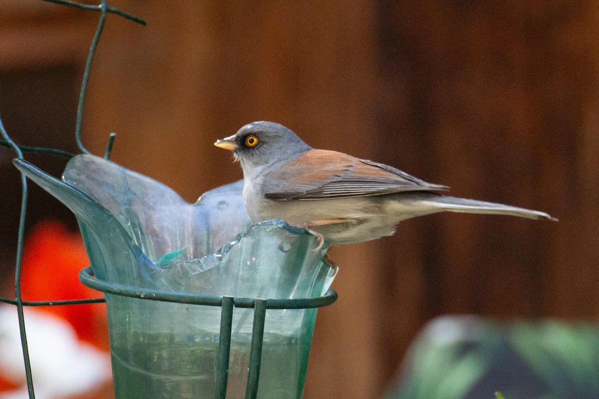 Yellow-eyed Junco - ML624216668