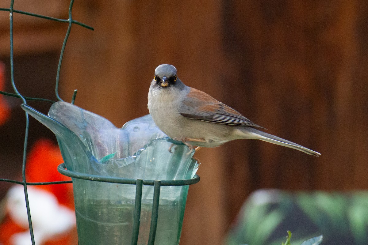 Yellow-eyed Junco - ML624216669