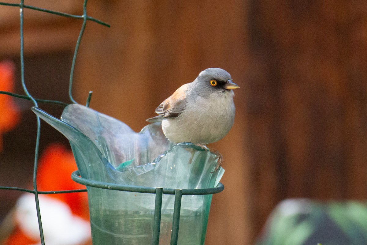 Yellow-eyed Junco - ML624216670