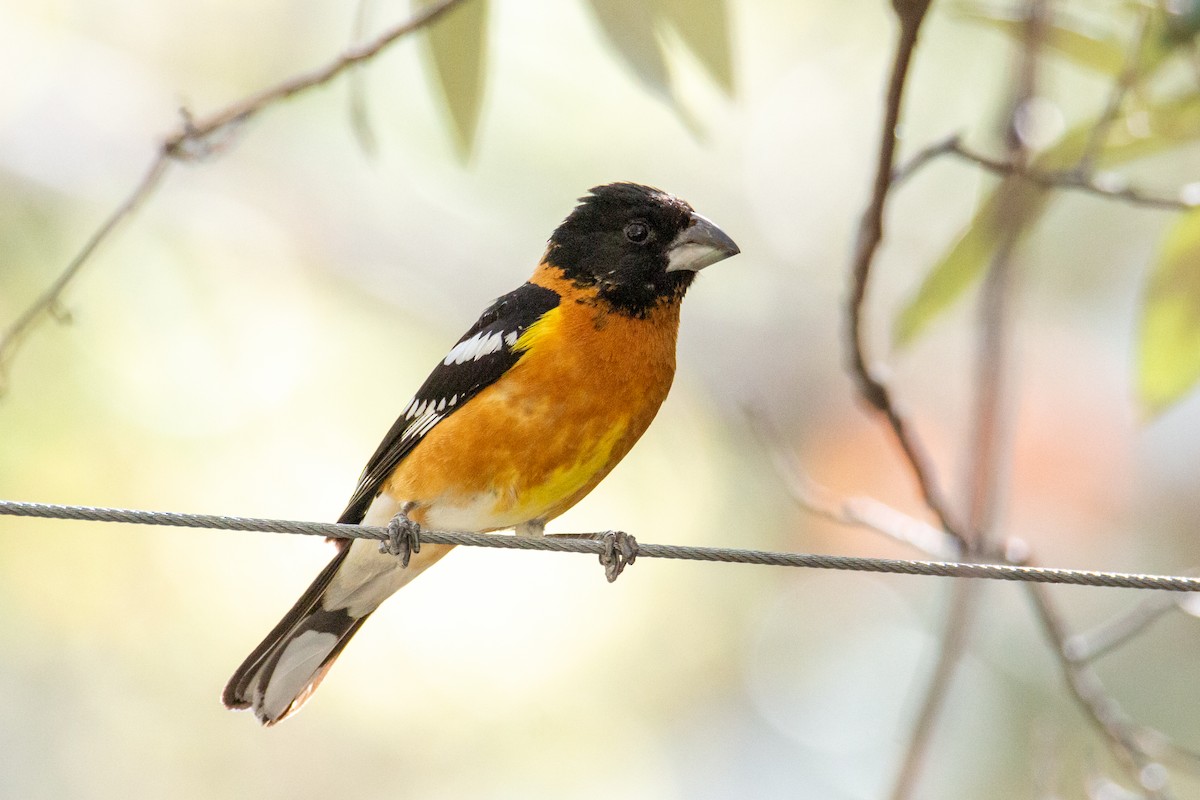 Black-headed Grosbeak - ML624216672