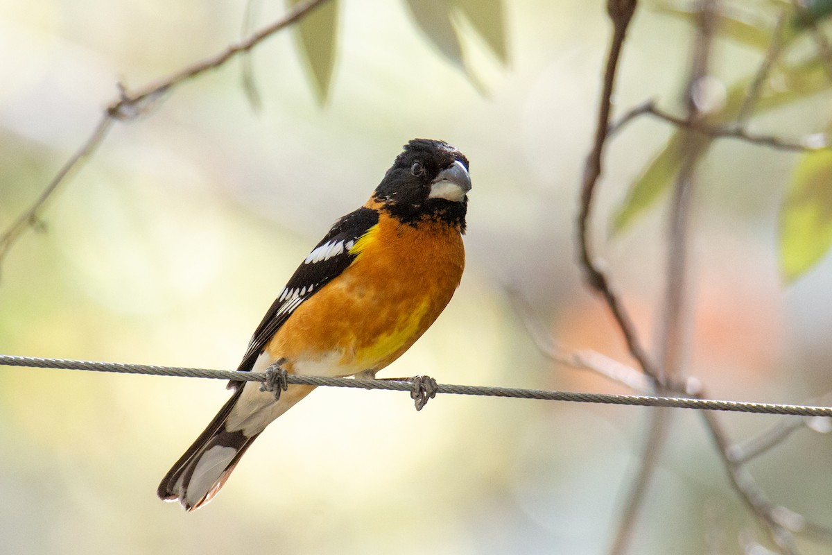 Black-headed Grosbeak - ML624216673