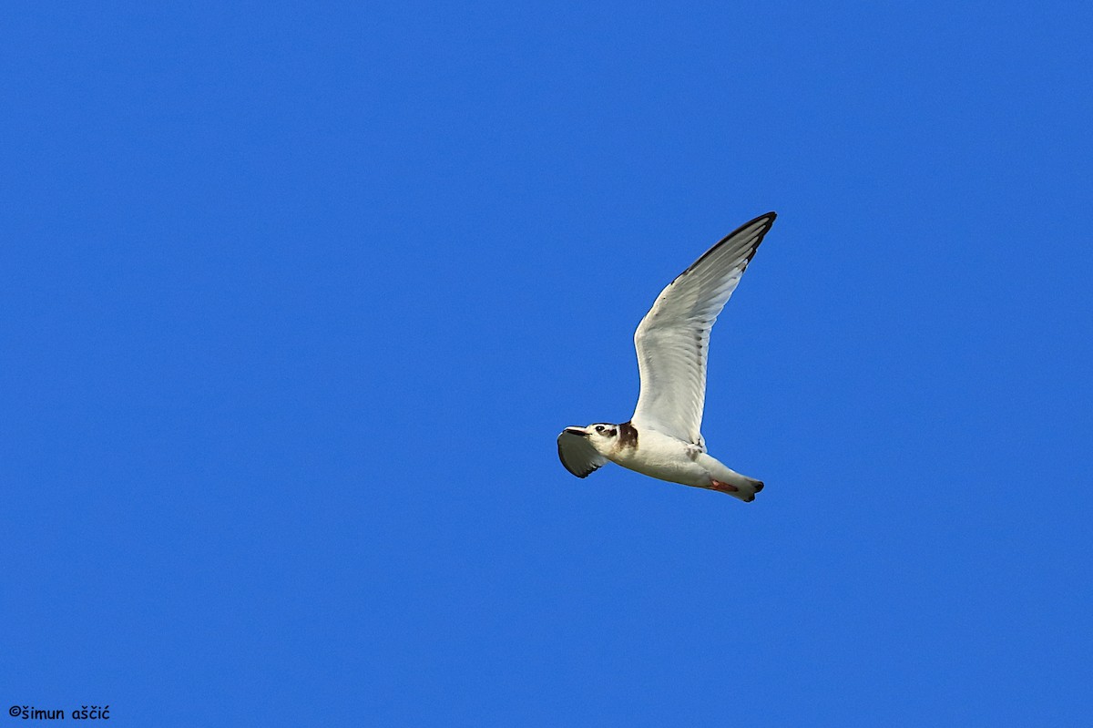 Little Gull - ML624216674