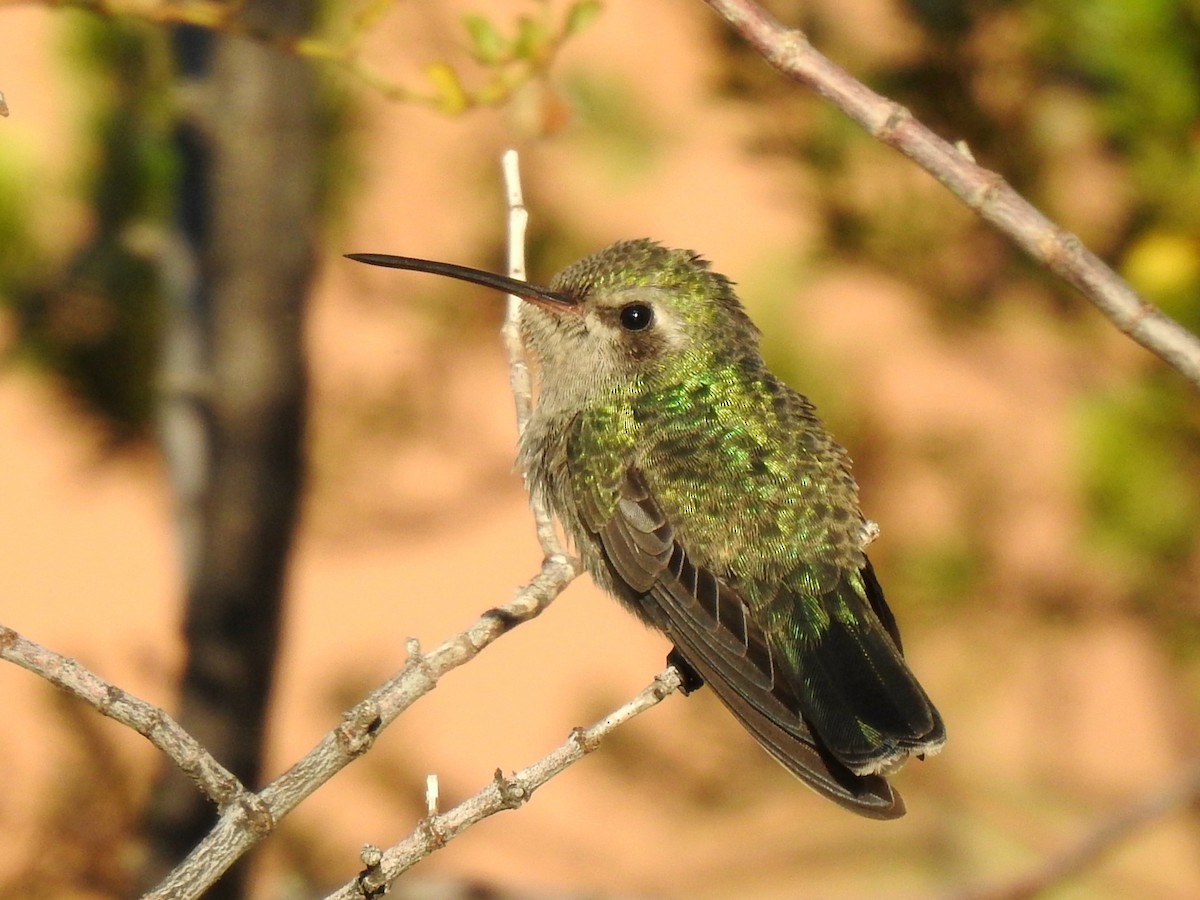 Broad-billed Hummingbird - ML624216675