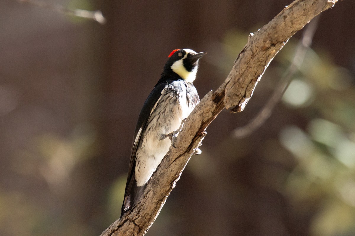 Acorn Woodpecker - ML624216676